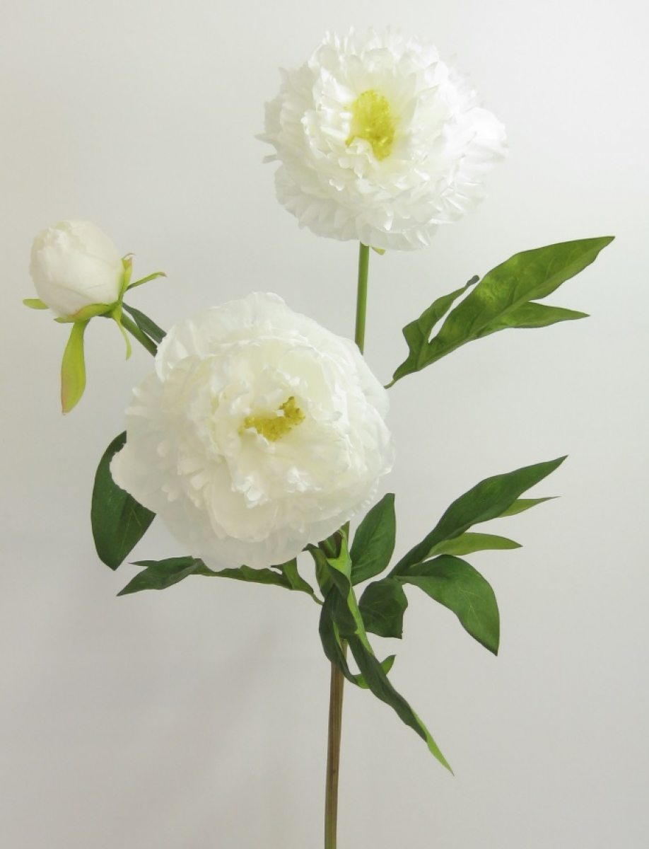 Peonie 1Kn,2Bl 73cm cremeweiss 120711-12